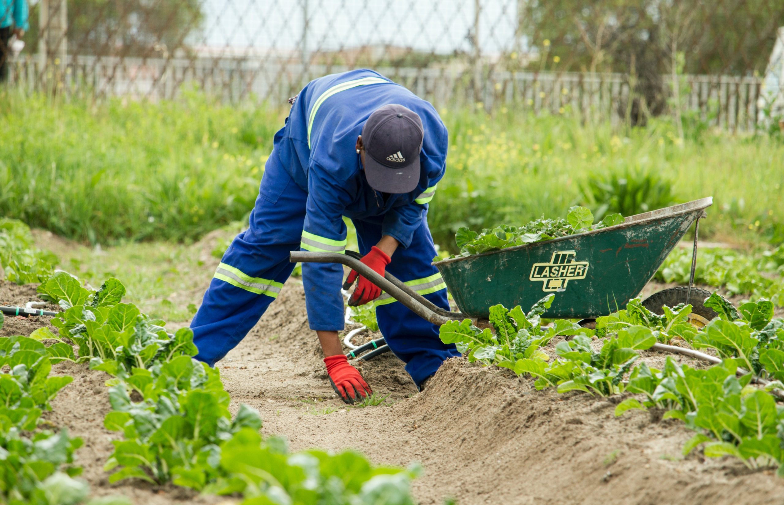 farmer planting